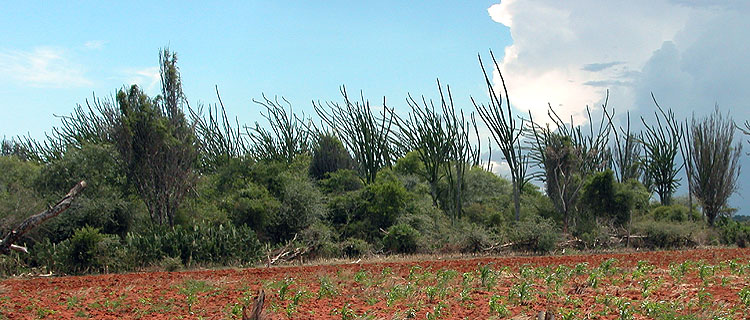 Madagascar