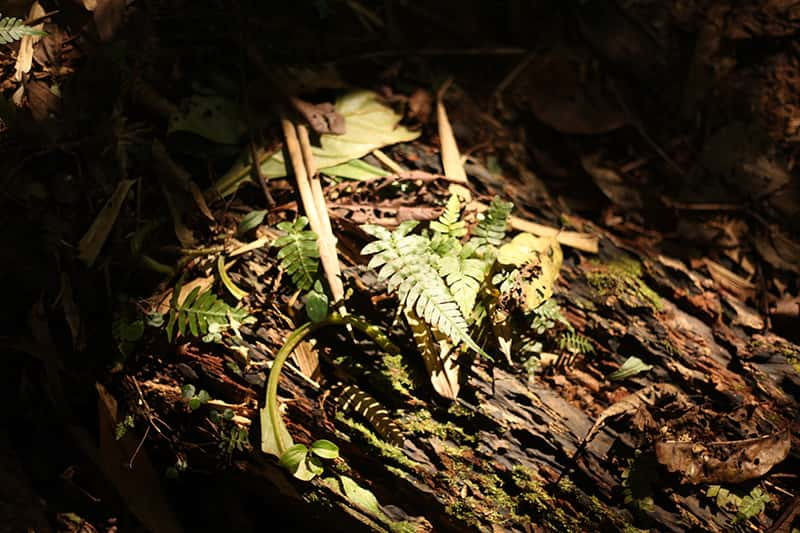 Climate Change: A fern being touched by sunlight.