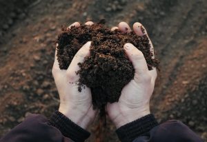 Hands holding heath-shaped soil