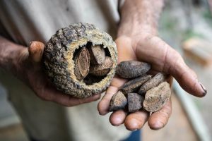 man holding brazil nuts