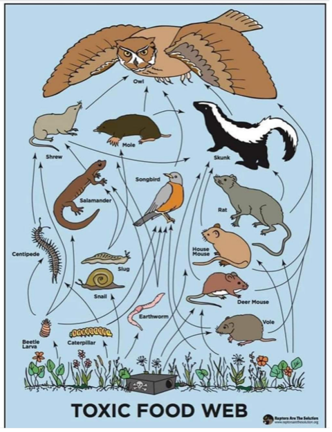 Toxic Rodenticide Food Web