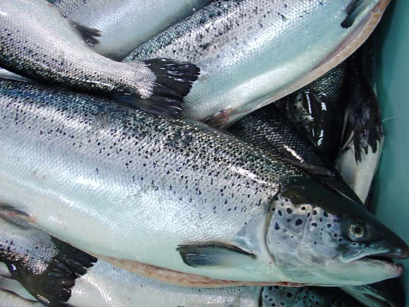 BIODIVERSITY: The Real Price of Farmed Salmon